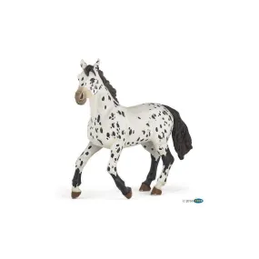 Black Appaloosa Horse