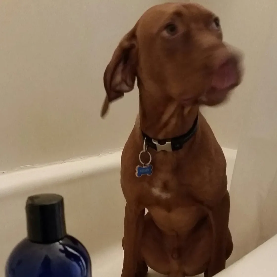 Dog Shampoo