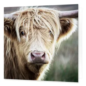 Highland Cow Greetings Card